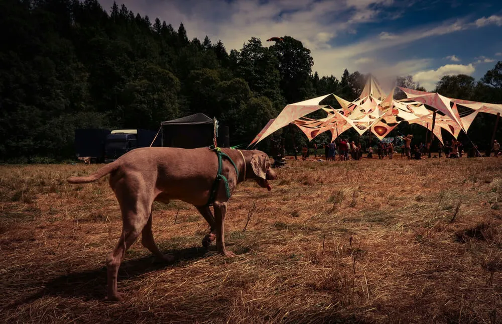 A dog at a pstrance party - cool thing to do in Mauritius