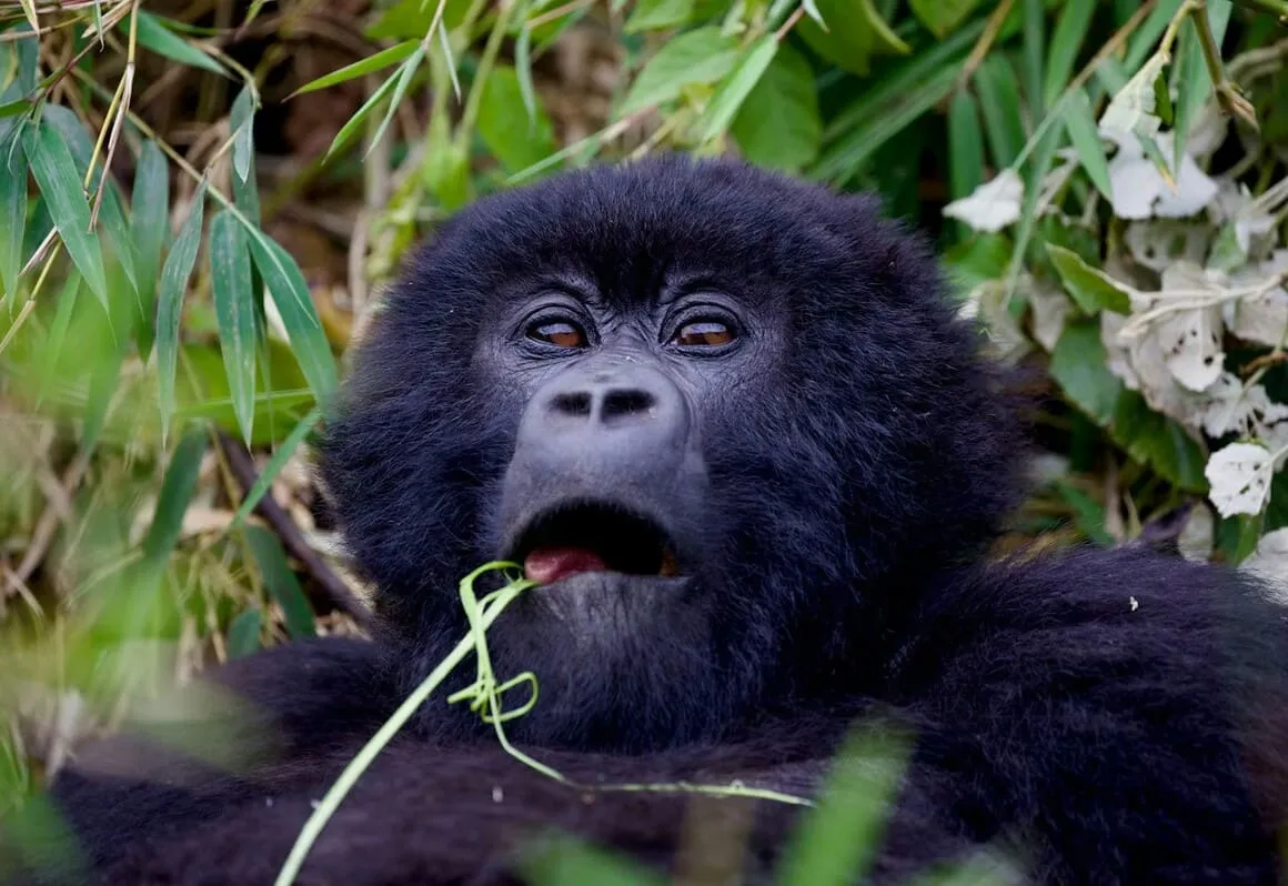 gorilla in wildlife rwanda