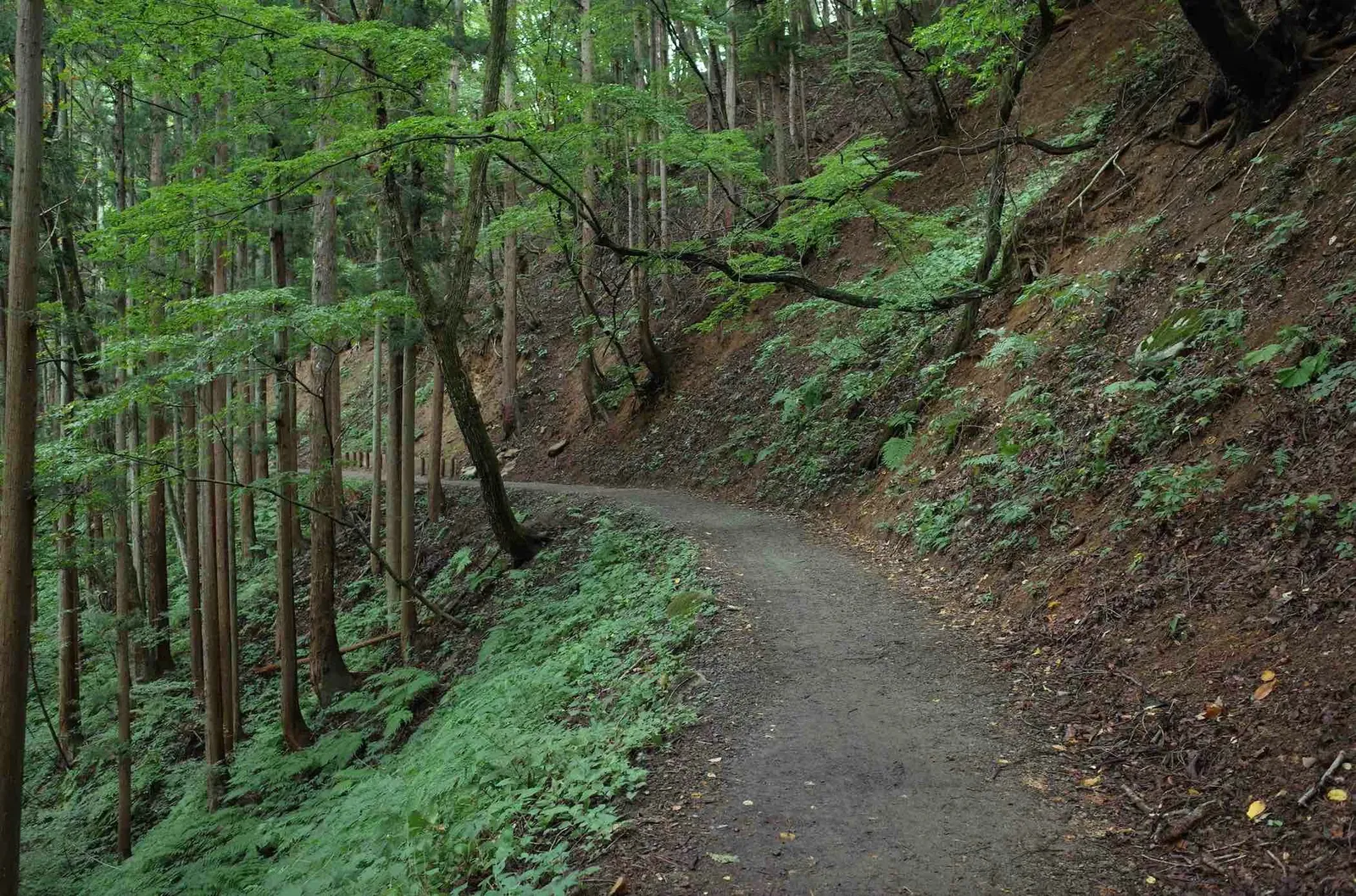 A beautiful hiking trail in Kyoto, Japan.
