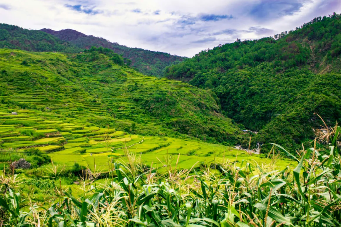 green rice terraces on jungle hills in the The Philippines Highlands, Cordilerra