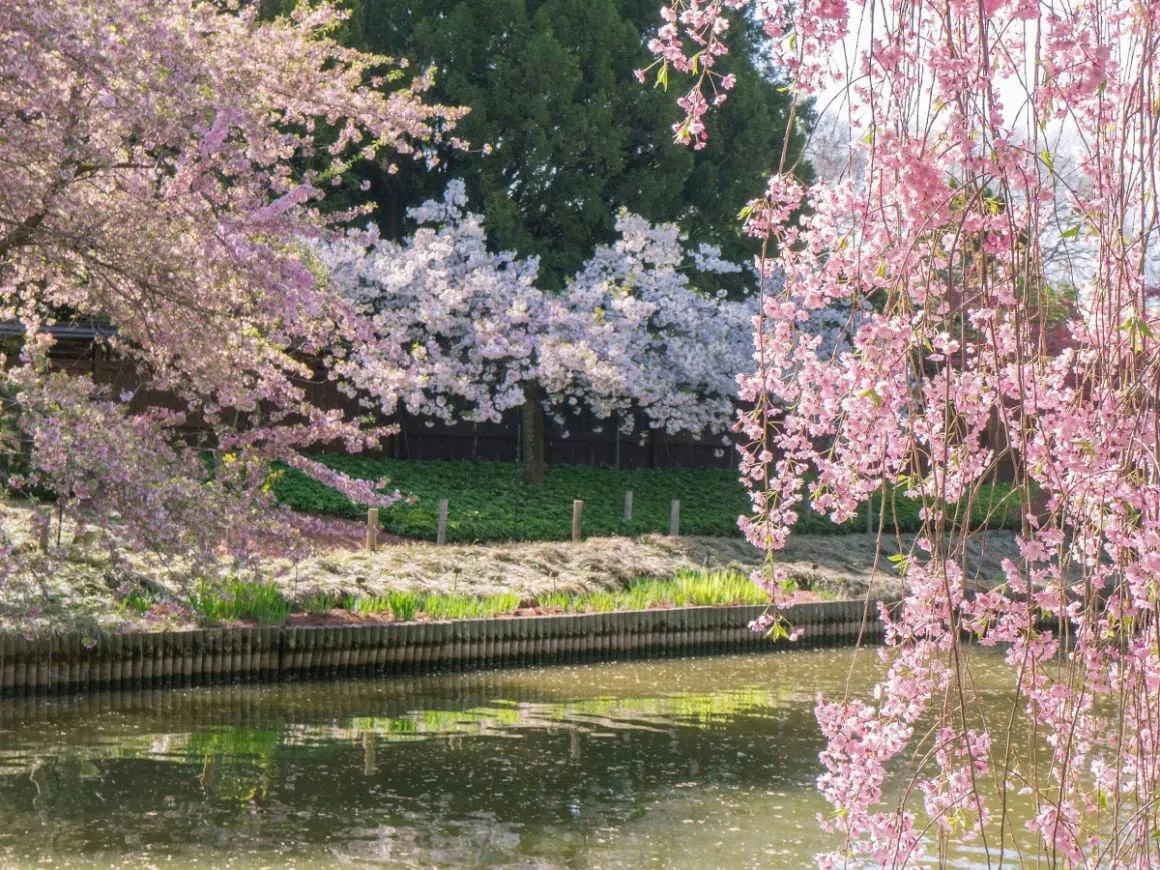 Cherry blossom festival