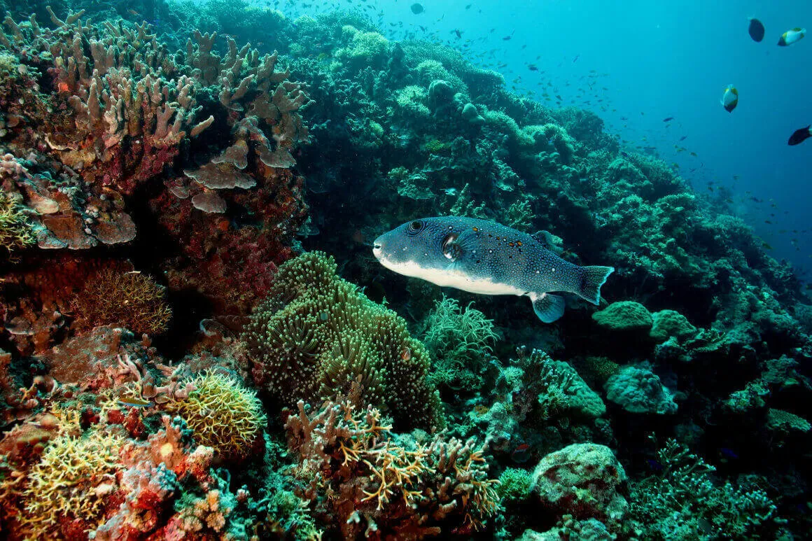a fish swimming by Tubbataha Reef, Cagayancillo