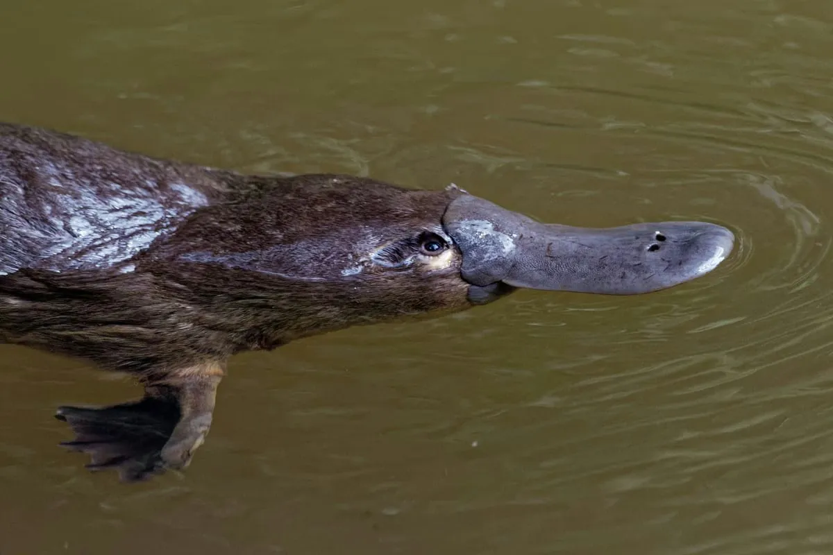 platypus