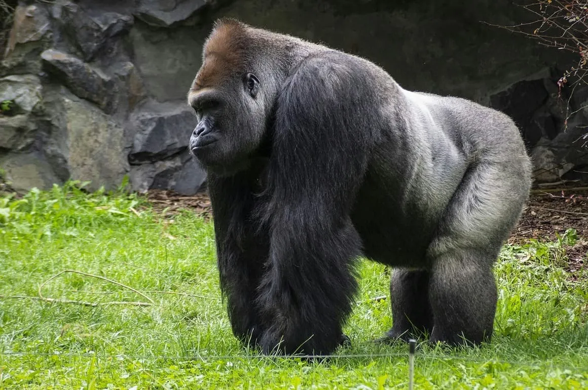 wild gorilla