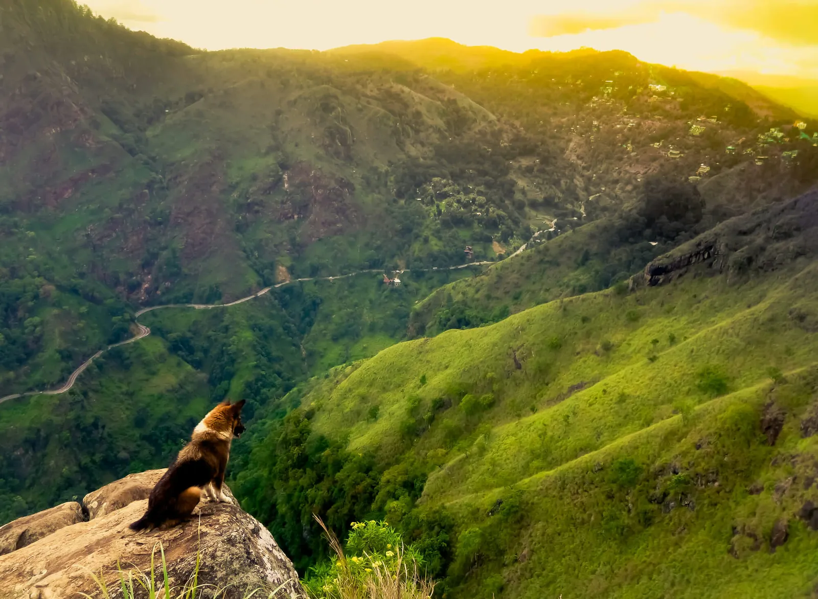 a dog overlooking a mountain range and valley in Ella, Sri Lanka