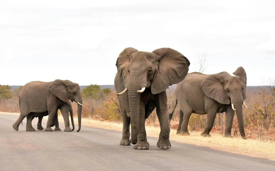 Kruger National Park