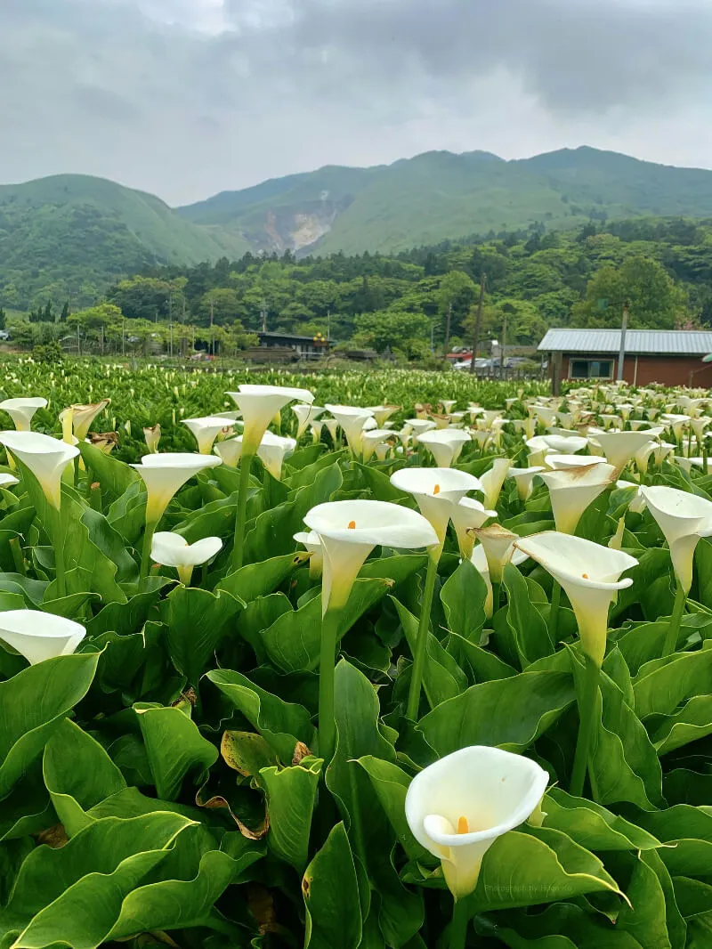 Yangmingshan National Park Taipei