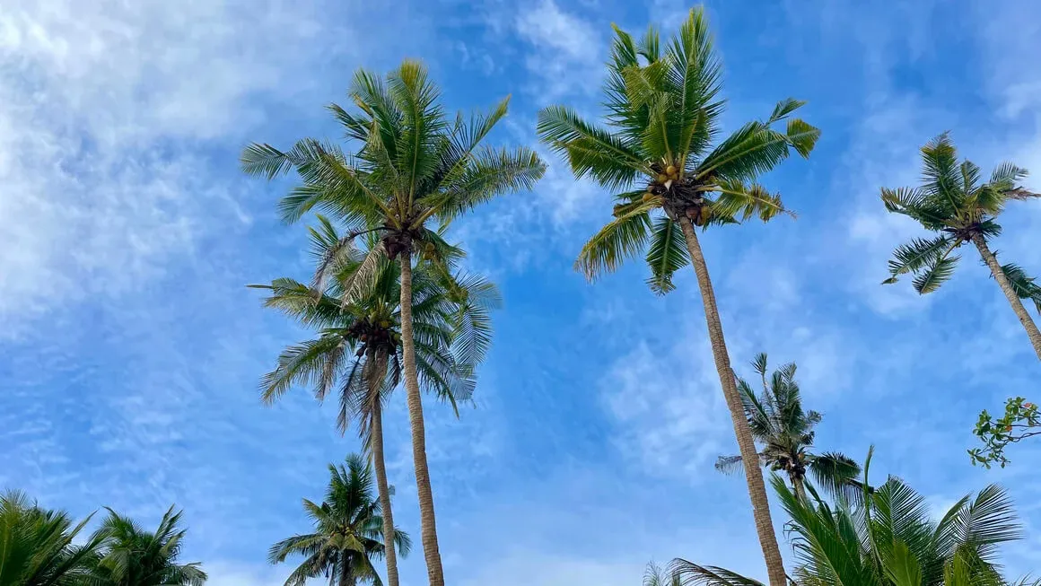 Palm trees and blue sky
