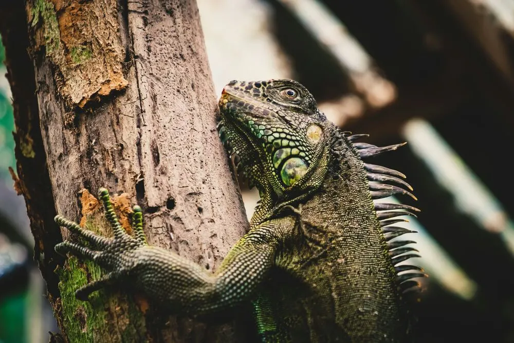 Green Iguana Conservation Project