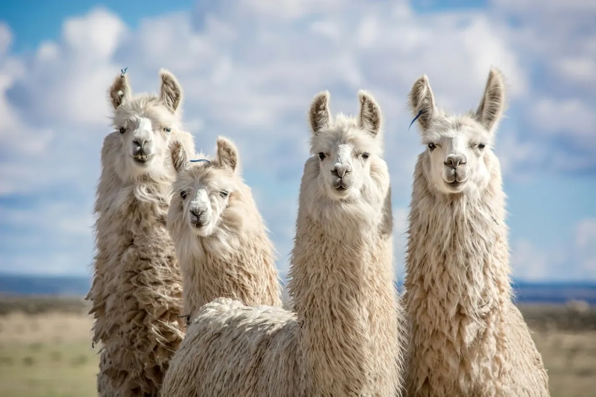 Avoid these dudes – the notorious lords of crime in Peru
